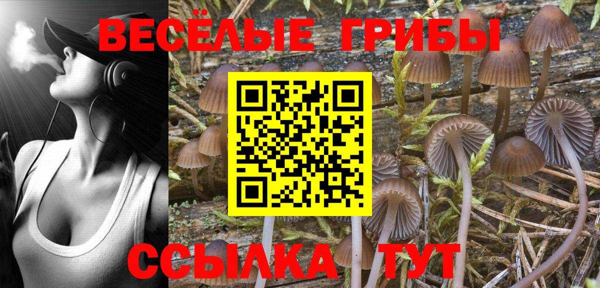 закладка  Псилоцибиновые грибы Cubensis  Вход с VPN  Саров  Псилоцибиновые грибы Psilocybe 